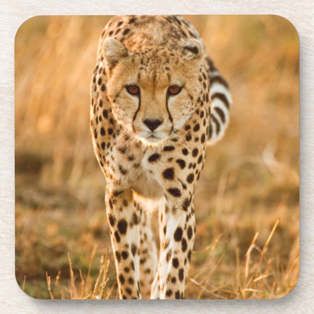 Portrait Cheetah (Acinonyx Jubatus), Massai Untersetzer (Vorderseite)