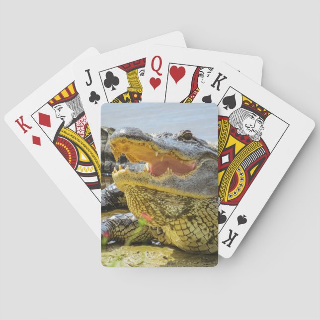 Portrait der amerikanischen Alligatorin - Gesichte Spielkarten (Rückseite)