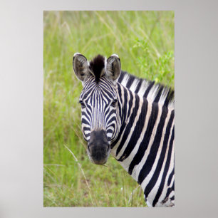 Portrait der Ebenen Zebra, Hluhluwe-Umfolozi-Spiel Poster
