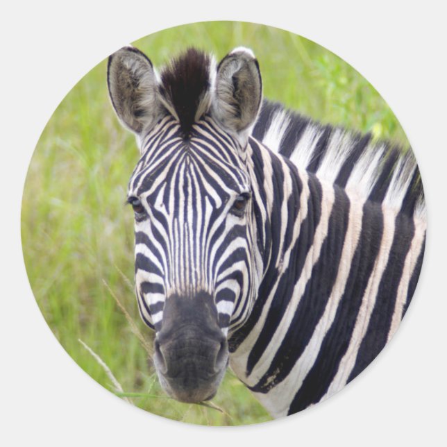 Portrait der Ebenen Zebra, Hluhluwe-Umfolozi-Spiel Runder Aufkleber (Vorderseite)