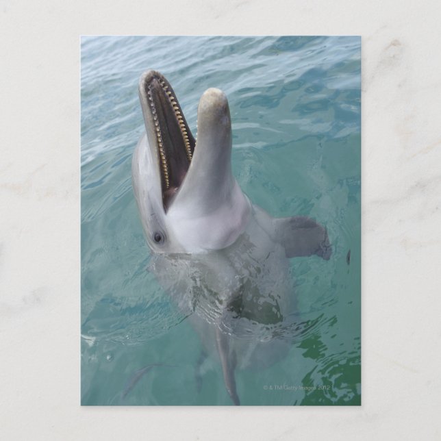 Portrait der Gemeinen Bottlenose-Dolphin, Karibik Postkarte (Vorderseite)