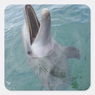 Portrait der Gemeinen Bottlenose-Dolphin, Karibik Quadratischer Aufkleber