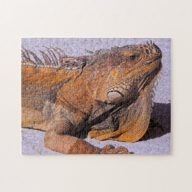 Portrait der Iguana Puzzle (Horizontal)