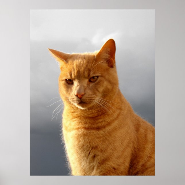 Portrait der Ingwerkatze Merlin Poster (Vorne)