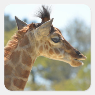 Portrait der jungen Giraffe Quadratischer Aufkleber