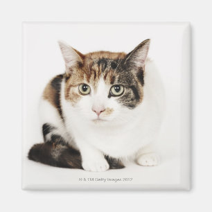 Portrait der Katze Calico Magnet