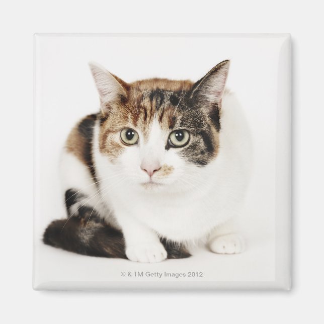 Portrait der Katze Calico Magnet (Vorne)