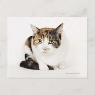 Portrait der Katze Calico Postkarte