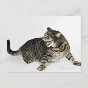 Portrait der Katzenjauchung Postkarte