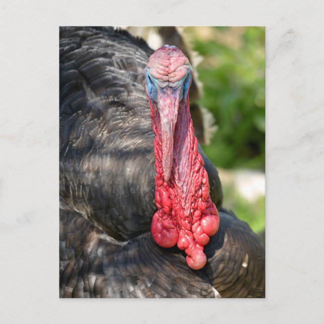 Portrait der männlichen Truthühner Postkarte (Vorderseite)