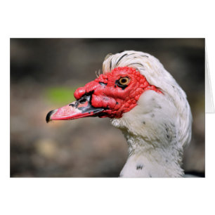 Portrait der Muschelente