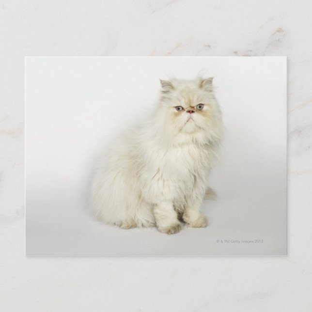 Portrait der persischen Katze Postkarte (Vorderseite)