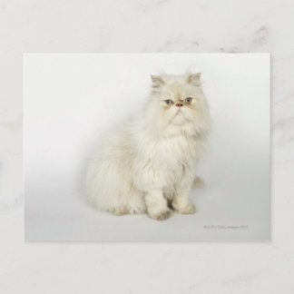Portrait der persischen Katze Postkarte