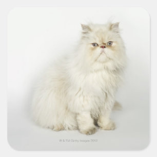 Portrait der persischen Katze Quadratischer Aufkleber
