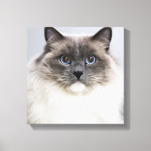 Portrait der Ragdoll-Katze Leinwanddruck (Vorderseite)