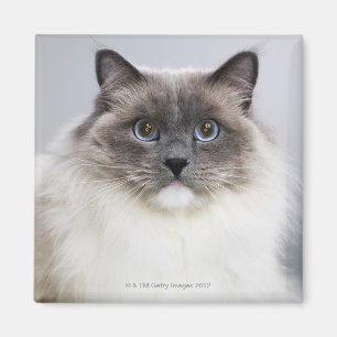 Portrait der Ragdoll-Katze Magnet