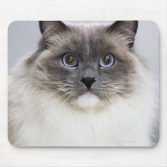 Portrait der Ragdoll-Katze Mousepad (Vorne)