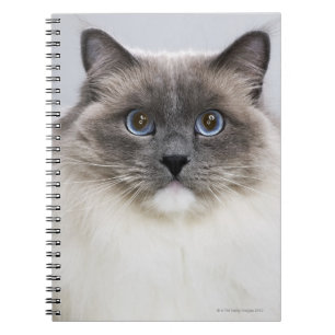 Portrait der Ragdoll-Katze Notizblock