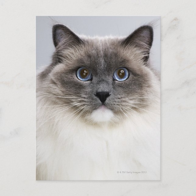 Portrait der Ragdoll-Katze Postkarte (Vorderseite)