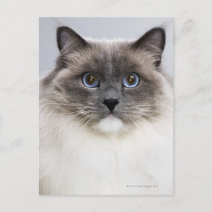 Portrait der Ragdoll-Katze Postkarte