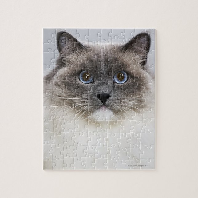 Portrait der Ragdoll-Katze Puzzle (Vertikal)