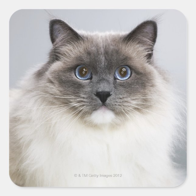 Portrait der Ragdoll-Katze Quadratischer Aufkleber (Vorderseite)
