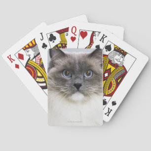 Portrait der Ragdoll-Katze Spielkarten