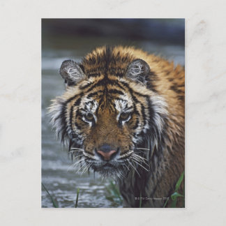 Portrait des feuchten sibirischen Tigers Postkarte