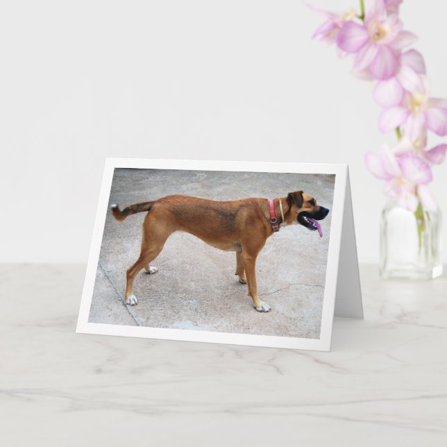 Portrait des Hundes Karte (Orchidee)