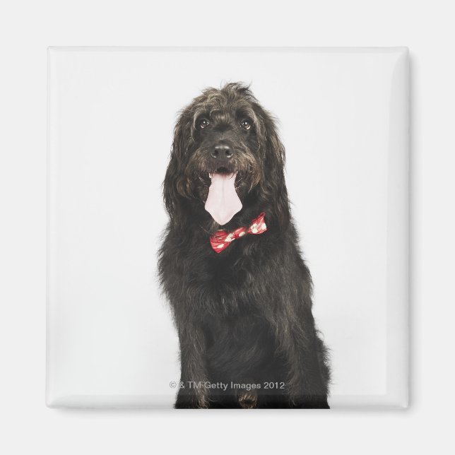 Portrait des Hundes Labradoodle Magnet (Vorne)