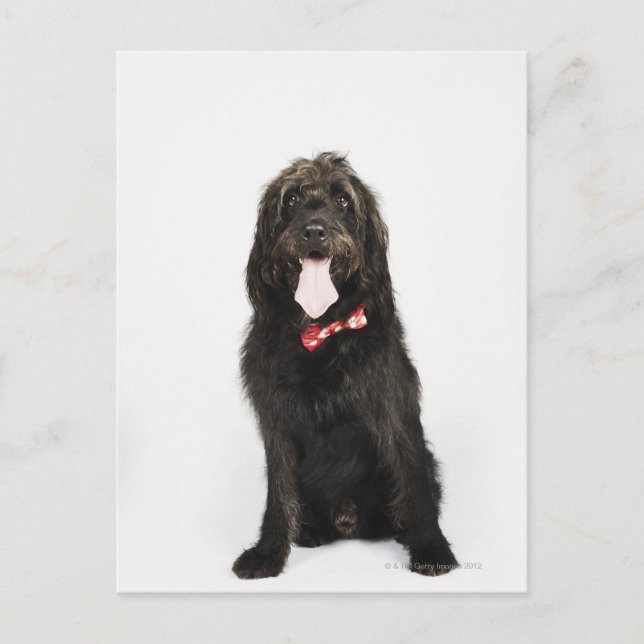 Portrait des Hundes Labradoodle Postkarte (Vorderseite)