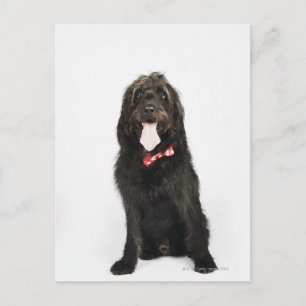 Portrait des Hundes Labradoodle Postkarte
