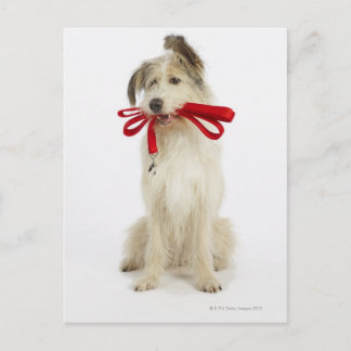 Portrait des Hundes mit Leash Postkarte