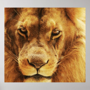 Portrait des männlichen afrikanischen Löwen. Poster
