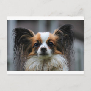 Portrait des reinrassigen Papillon-Hundes Postkarte