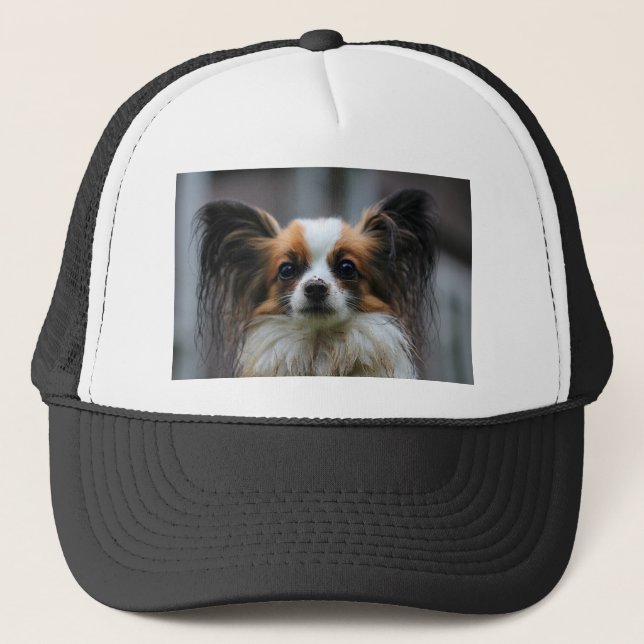 Portrait des reinrassigen Papillon-Hundes Truckerkappe (Vorderseite)