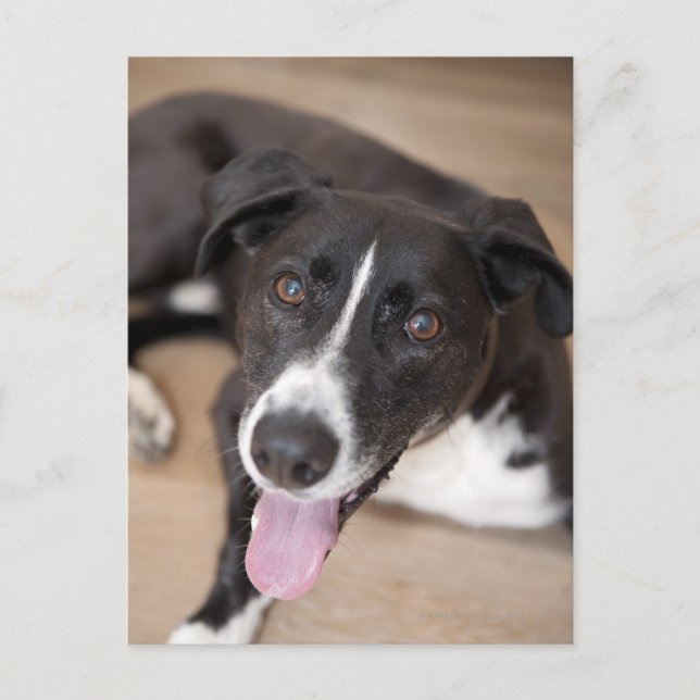 Portrait des schwarzen Hundes Postkarte (Vorderseite)