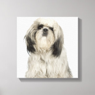 Portrait des tibetischen Terrier Welpen Leinwanddruck