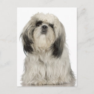 Portrait des tibetischen Terrier-Welpen Postkarte