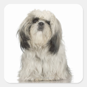 Portrait des tibetischen Terrier-Welpen Quadratischer Aufkleber