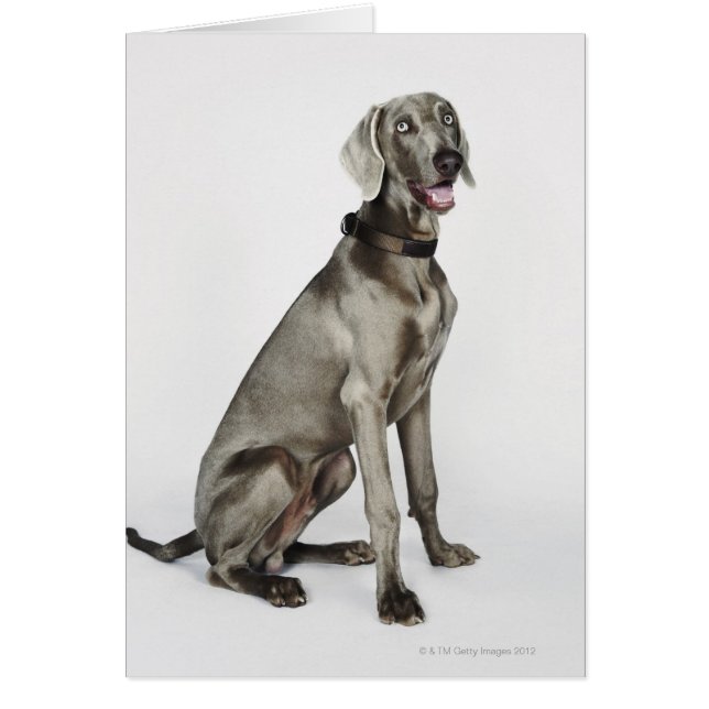 Portrait des Weimaraner Hundes (Vorne)
