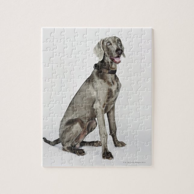 Portrait des Weimaraner Hundes Puzzle (Vertikal)