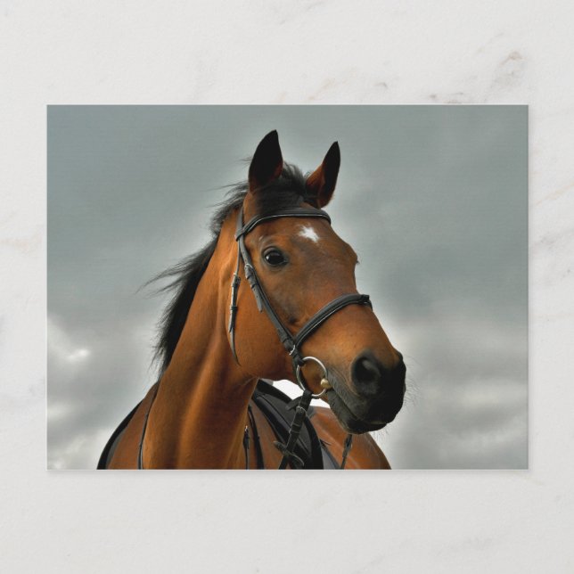 Portrait einer durchsichtigen Bucht Postkarte (Vorderseite)