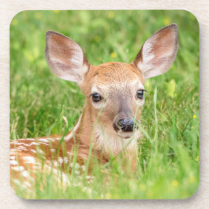 Portrait einer Faune (Weißschwanzhirsche) Getränkeuntersetzer