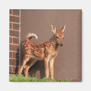 Portrait einer Faune (Weißschwanzhirsche) Magnet