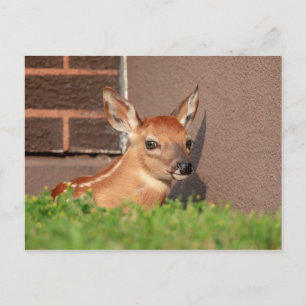 Portrait einer Faune (Weißschwanzhirsche) Postkarte