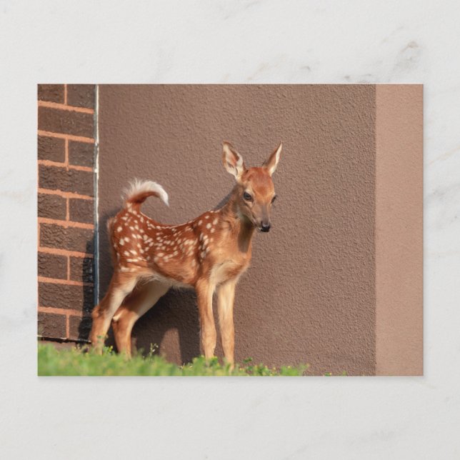 Portrait einer Faune (Weißschwanzhirsche) Postkarte (Vorderseite)