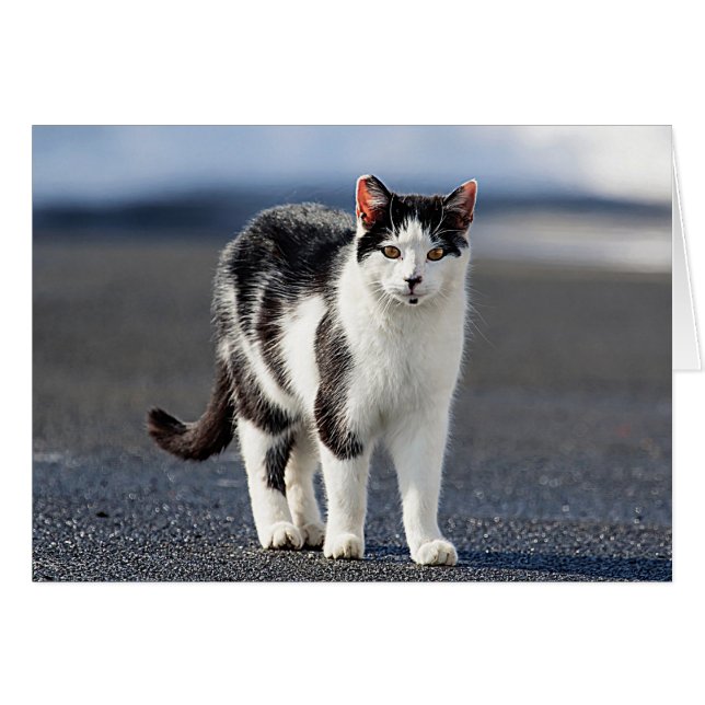 Portrait einer Katze (Vorderseite (Horizontal))