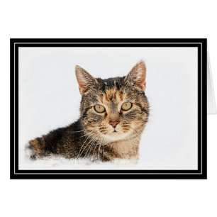 Portrait einer Katze