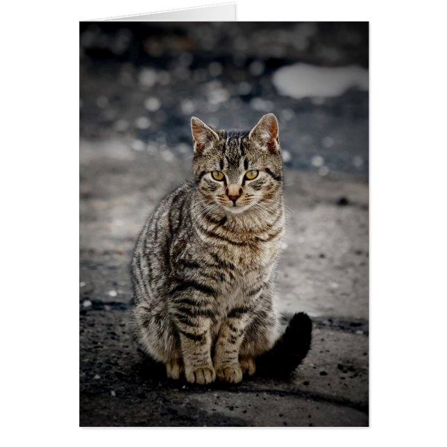 Portrait einer Katze (Vorne)